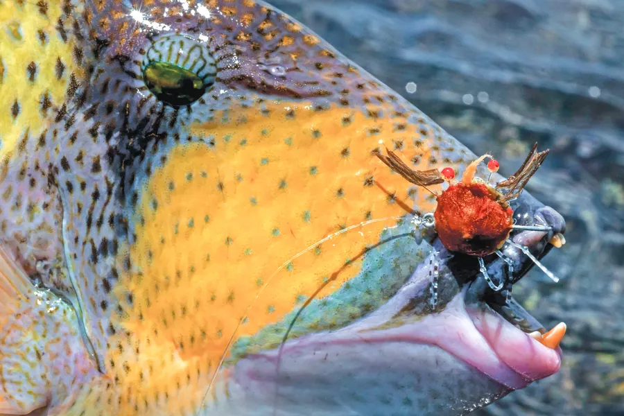 Flats fishing gear and terminal tackle for Alphonse