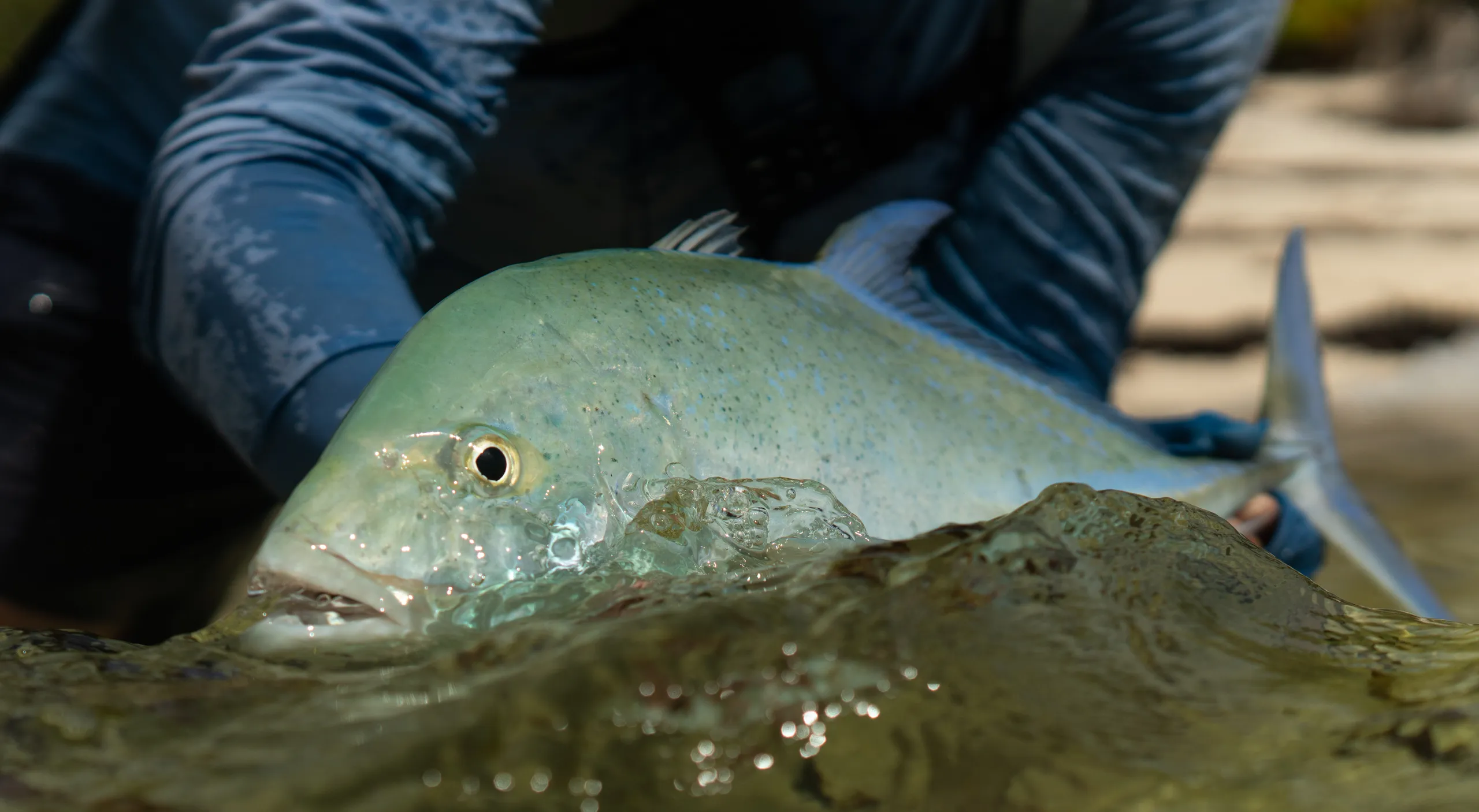 Bluefin trevally held over turquoise water