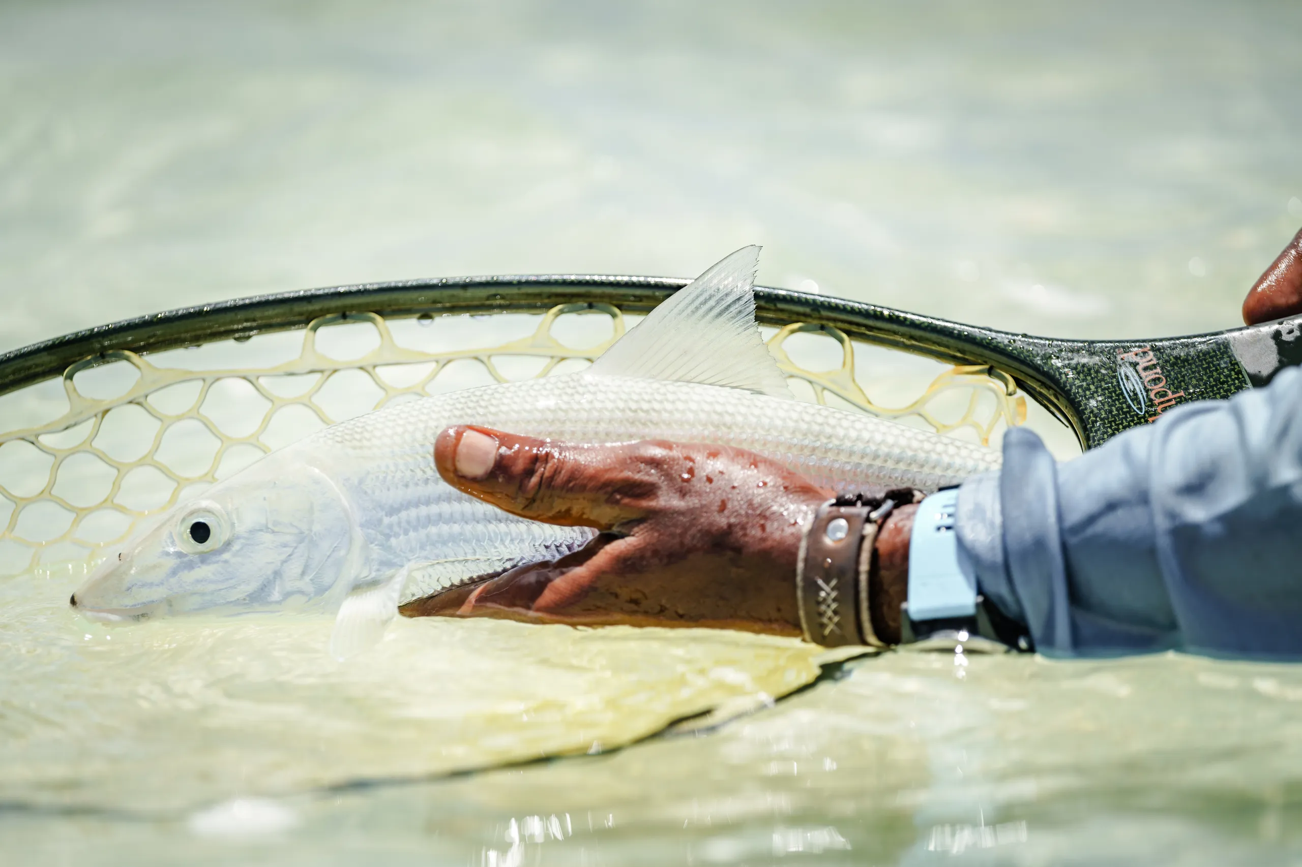Bonefish in clear shallow water at St Francois