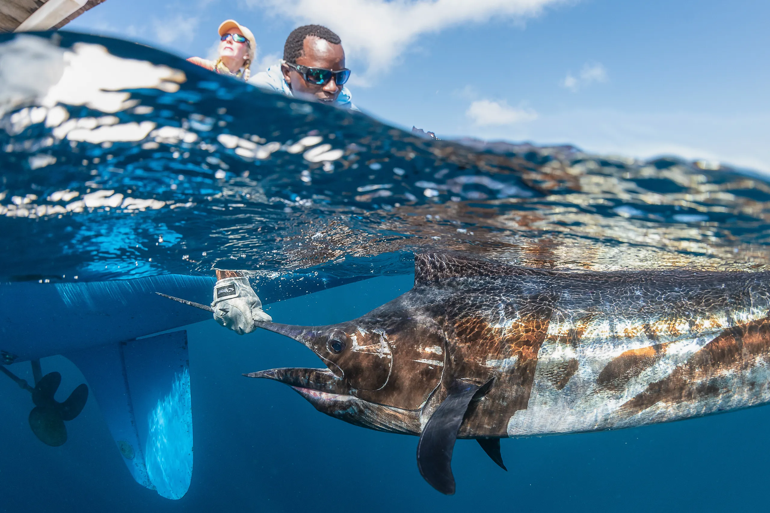 Indo-Pacific sailfish in blue offshore water