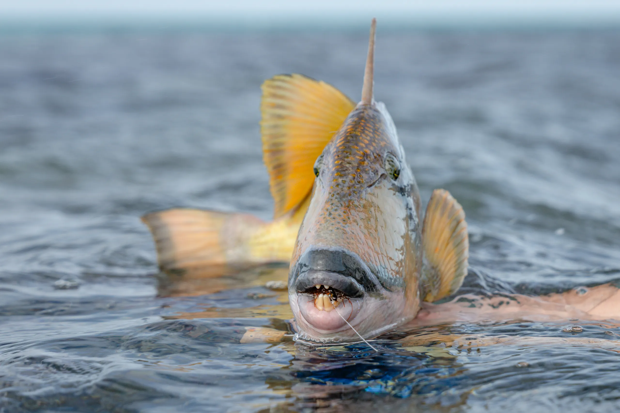 Yellowmargin triggerfish from Seychelles