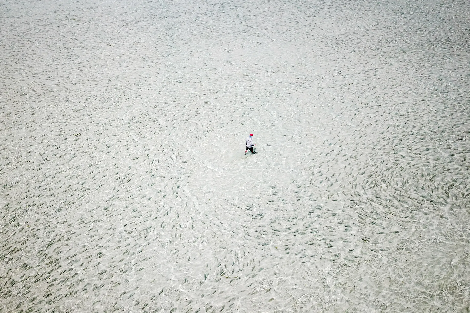 Aerial view of an angler wading through a huge school of fish on the flats